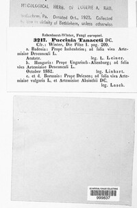 Puccinia tanaceti image